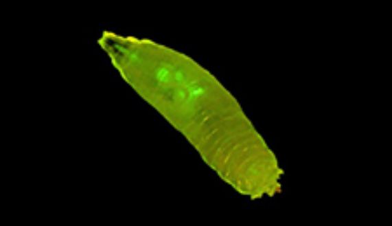 La investigación se realizará en modelo de larva de Drosophila melanogaster o mosca del vinagre. 