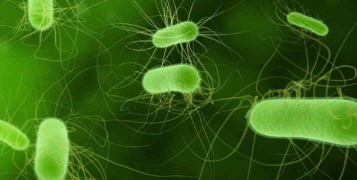 Estudiarán rol de la microbiota como factor de virulencia de E. Coli productora de Shiga Toxina