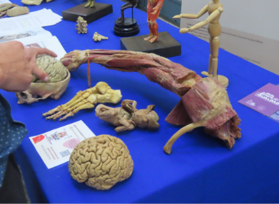 El Museo de Anatomía también tuvo un espacio en este encuentro. 