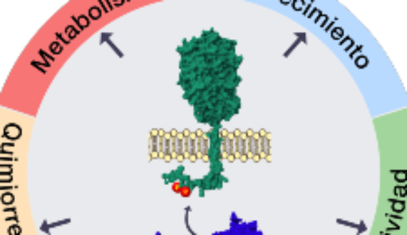 En este esquema, la proteína kinasa CK2 (azul) fosforila a la ECE-1c (verde) en dos residuos de serina (P), aumentando su resistencia a la degradación y su estabilidad. Con el tiempo, la ECE-1c fosforilada y estable llevaría a la aparición de características troncales y por lo tanto malignidad, como crecimiento tumoral, resistencia a quimioterapia, invasión a otros tejidos, etc., en células de cáncer colorrectal, cerebral y de pulmón.