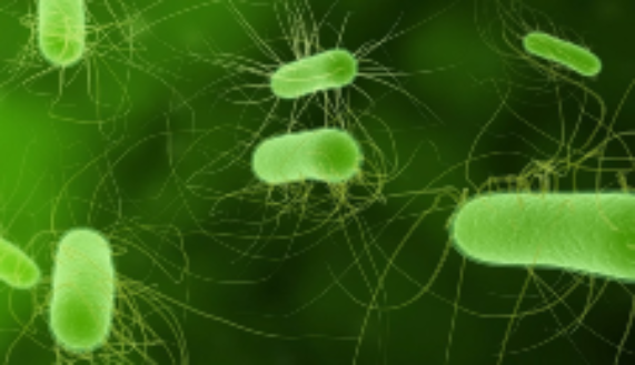 Proyecto Fondecyt 2024 “Bacterias productoras de acetato de la microbiota intestinal como actores clave en la patogénesis de E. coli productora de Shiga Toxina”