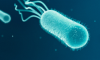 El código detrás del código: la relación entre los cambios en el ARNt y el uso de codones en proteobacterias